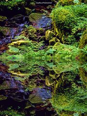 Omsbach Spiegelung im Omsbachtal Nähe Kropfmühle