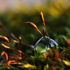 On a bed of moss