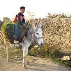 on a donkey