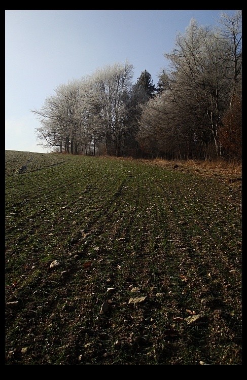 on a field.. near one forest