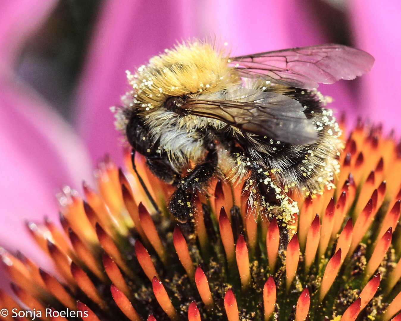 on a flower