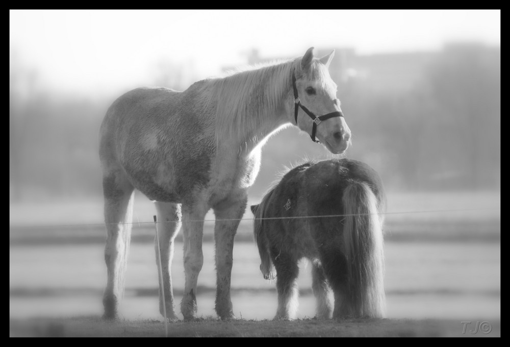 On a misty morning