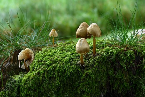 ... on a moss-covered tree stump