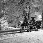 On a Snowy Evening in Central Park - No.4