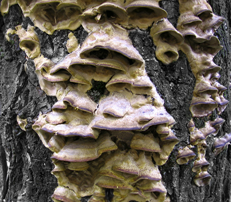 On a tree, little dolls left their gowns