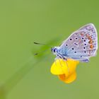 On a Yellow Flowers