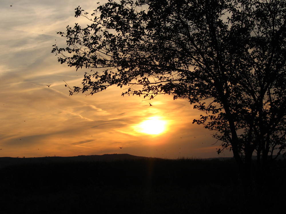 On an Evening in August at a Stream...