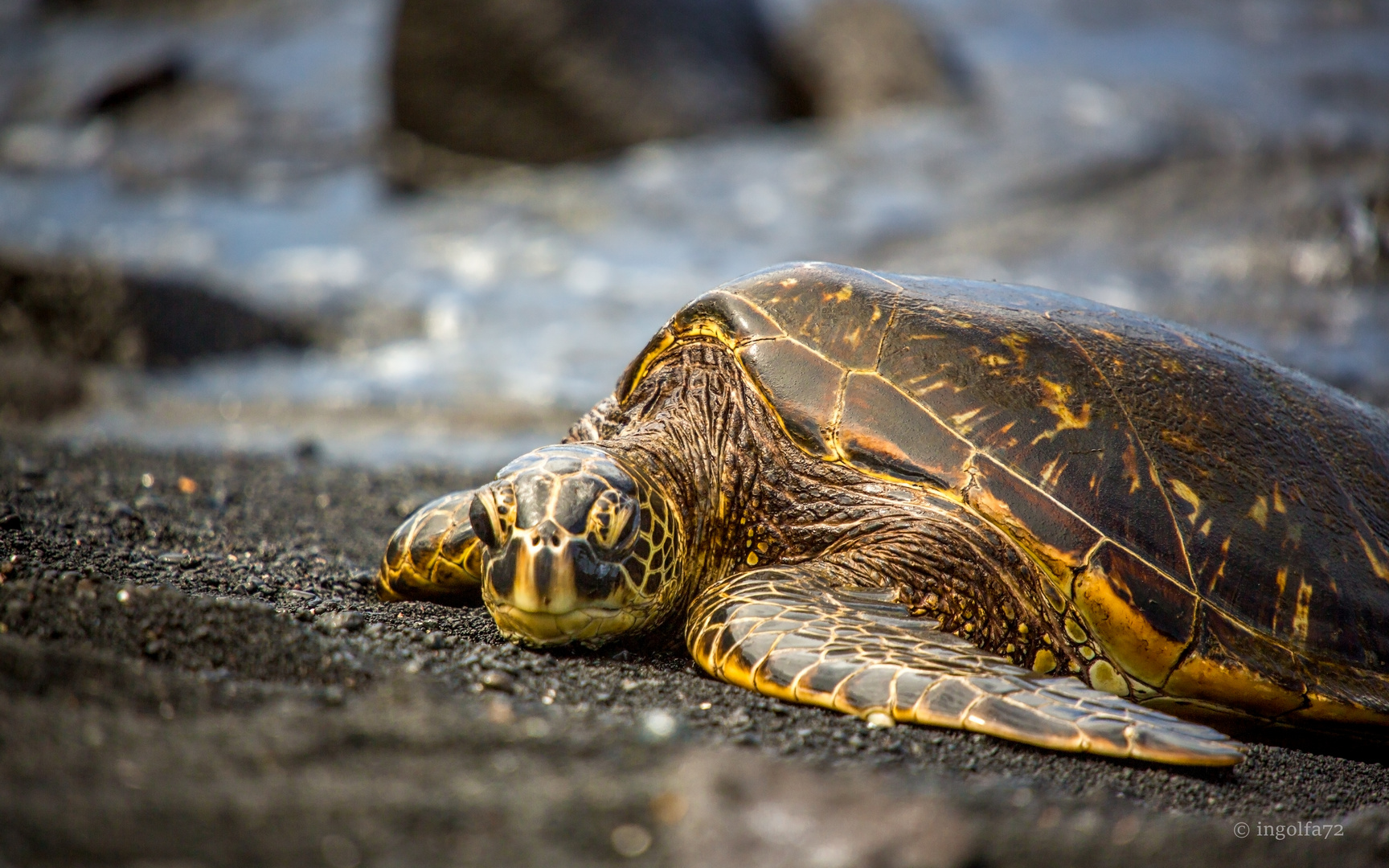 "on Black Turtle Beach"