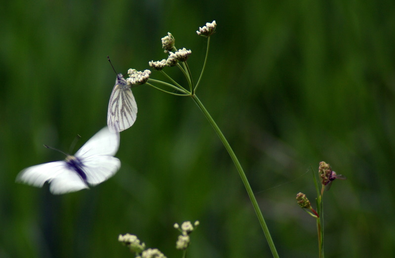 On conte fleurette...