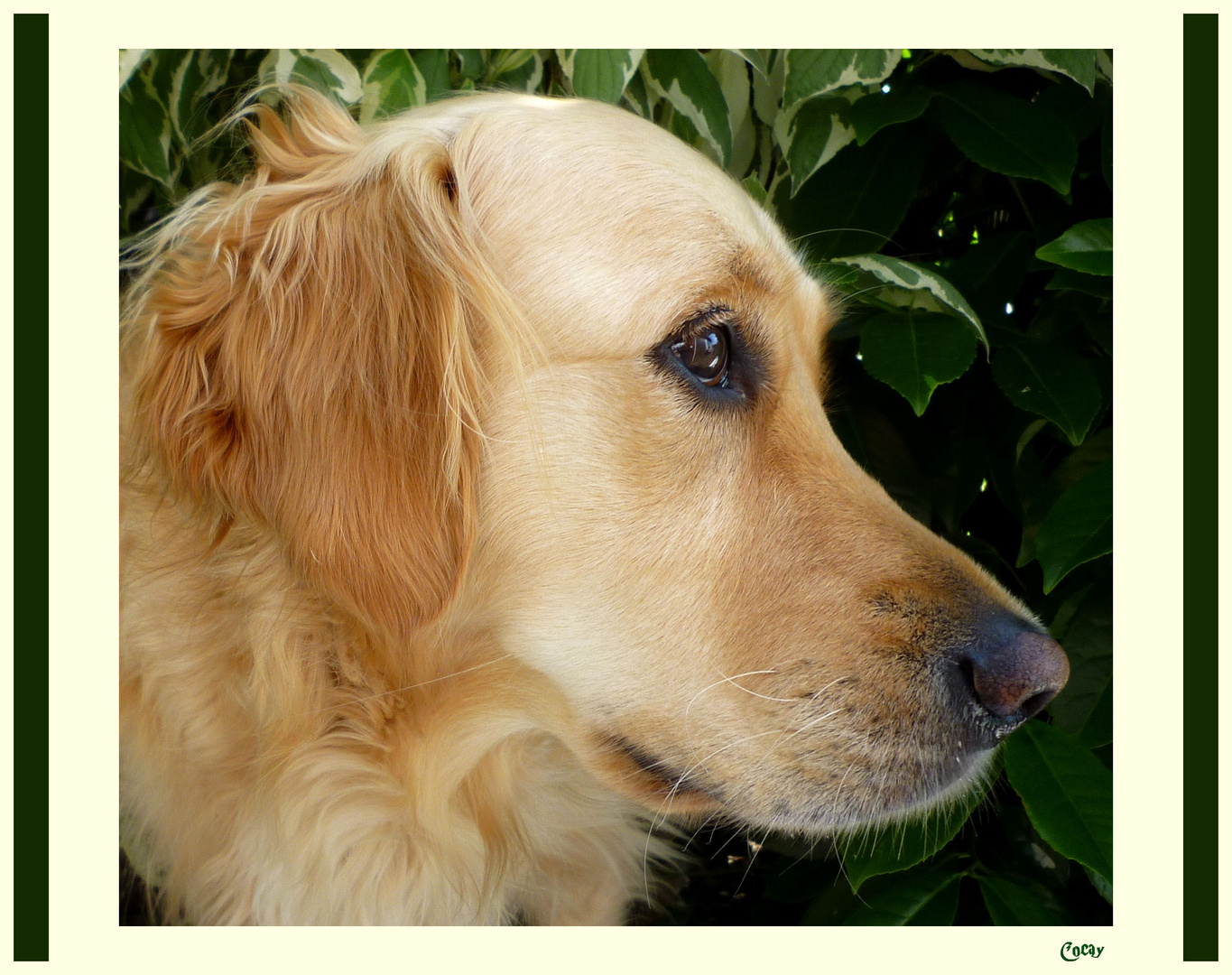 " On dit que je suis un amour de chienne " ...