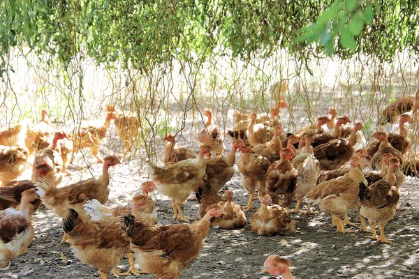 On est bien à l'ombre !