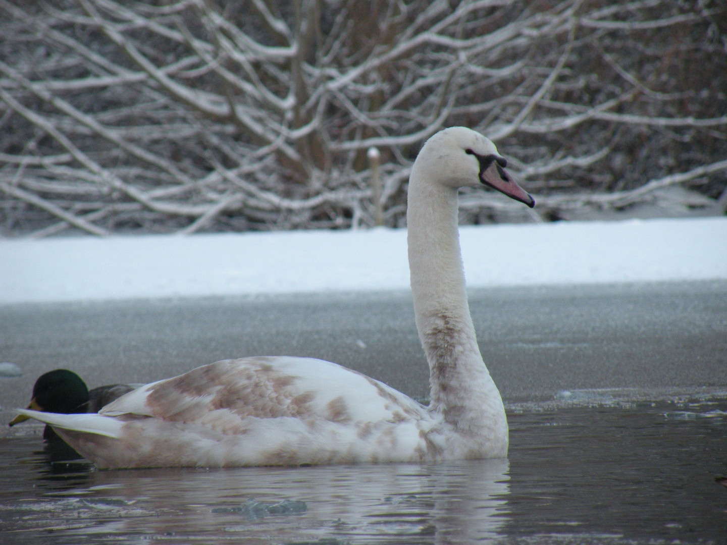 on frozen pond