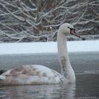 on frozen pond