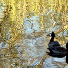 On golden pond