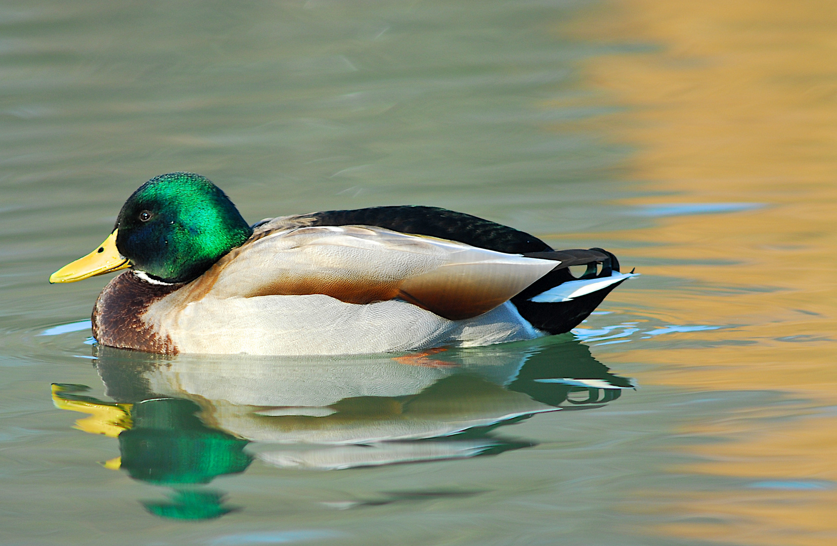 On Golden Pond