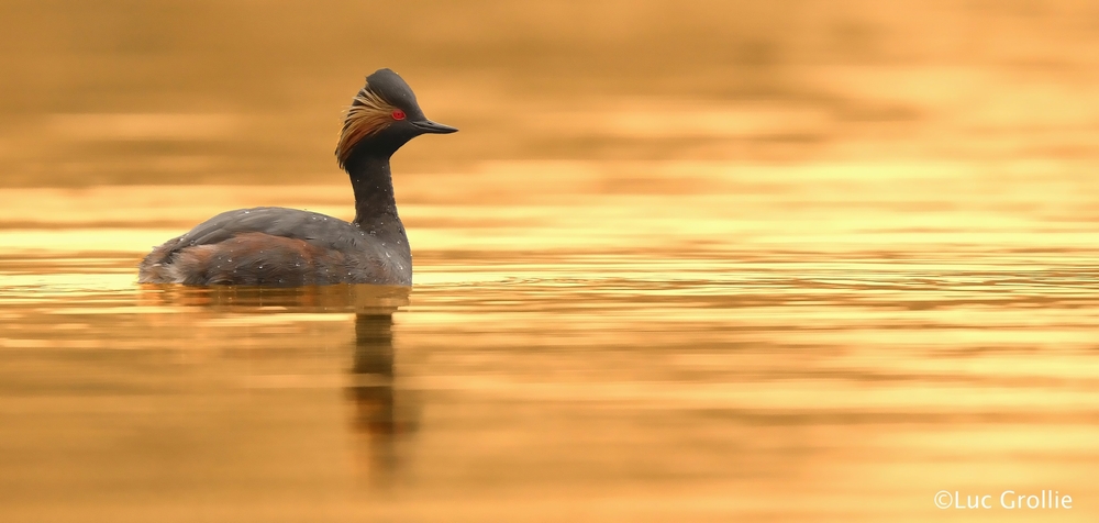 on Golden Pond...