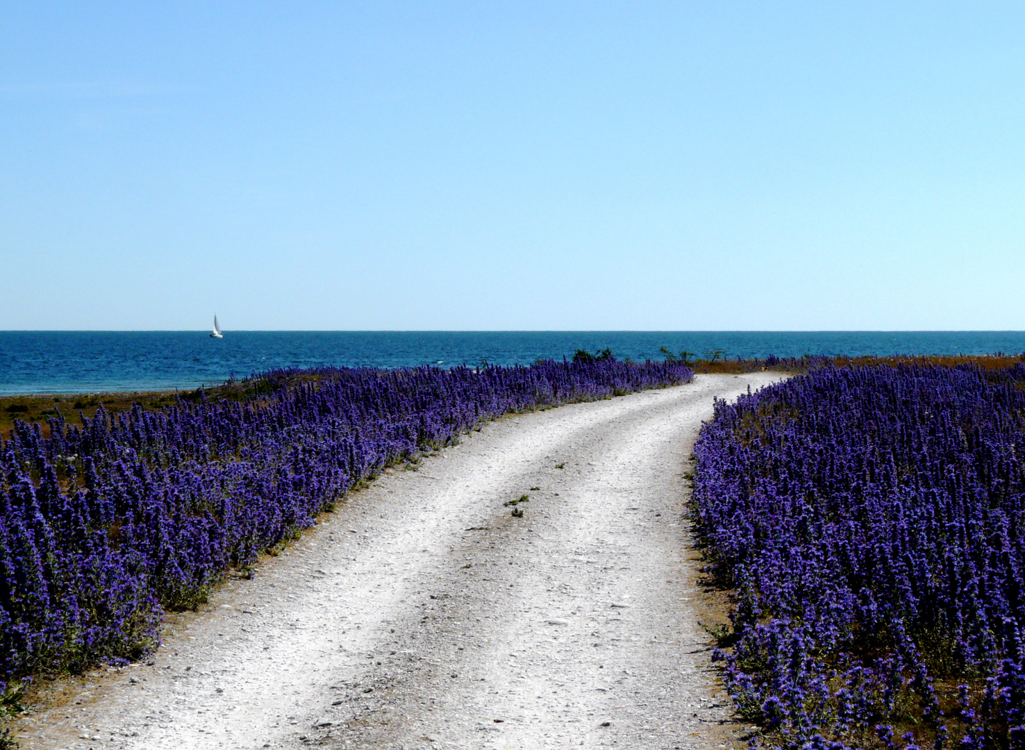 On Gotland, something "almost Tarkovsky" -2-