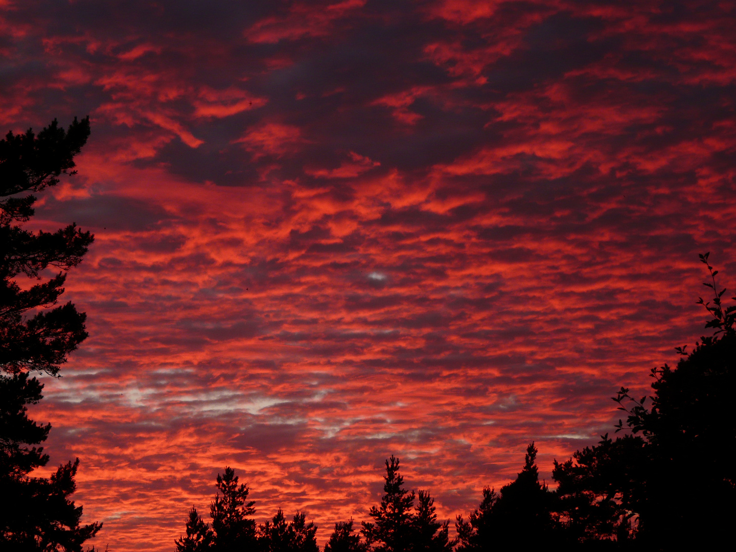 On Gotland, the evening time -2-