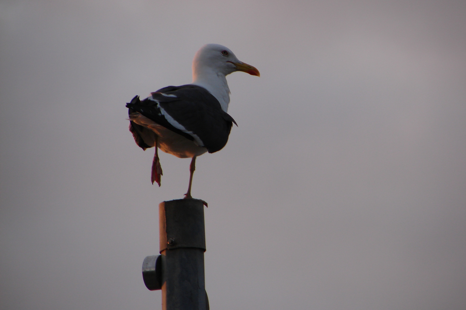 on guard.