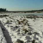 On hike through the snowy swamp (1)