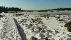 On hike through the snowy swamp (1)