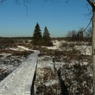 On hike through the snowy swamp (2)
