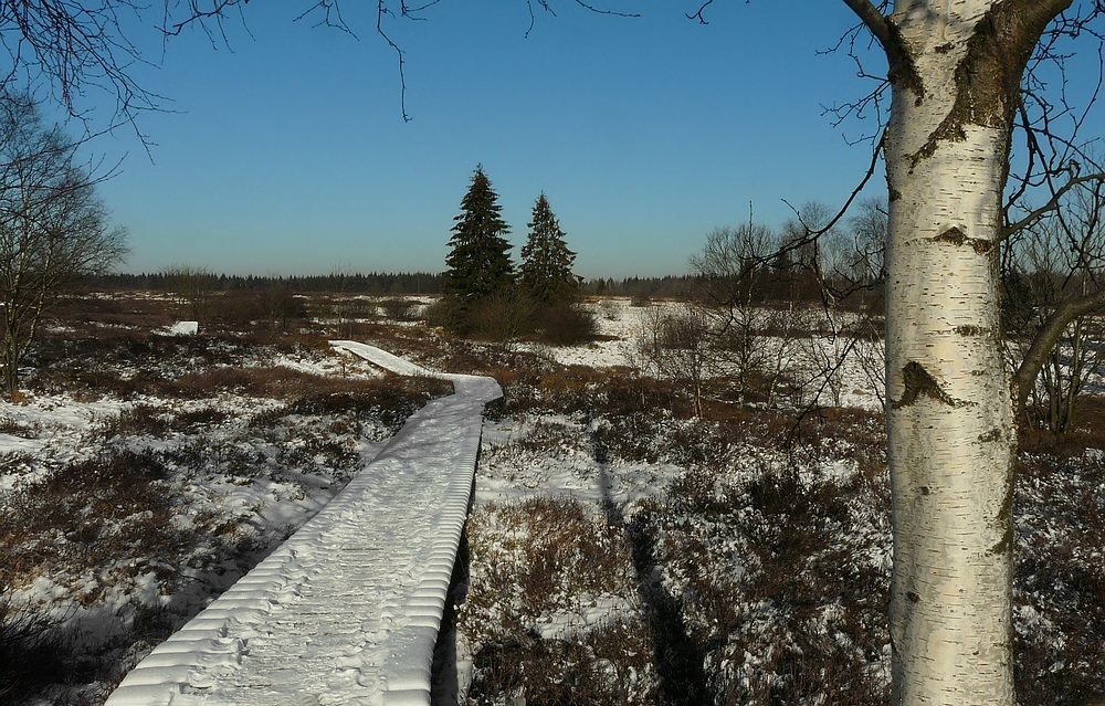 On hike through the snowy swamp (2)