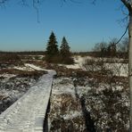 On hike through the snowy swamp (2)