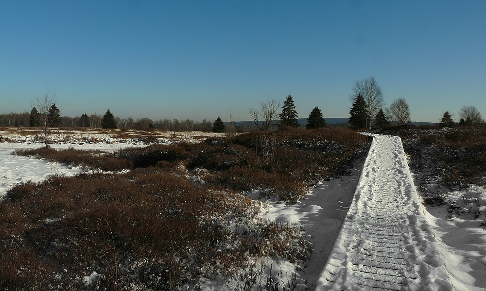 On hike through the snowy swamp (3)