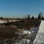 On hike through the snowy swamp (3)