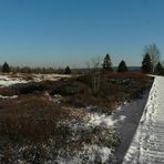 On hike through the snowy swamp (3)