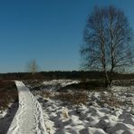 On hike through the snowy swamp (4)