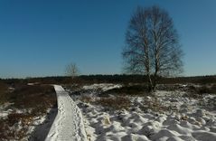 On hike through the snowy swamp (4)