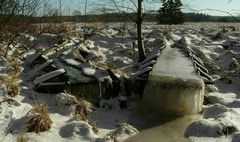 On hike through the snowy swamp (5)