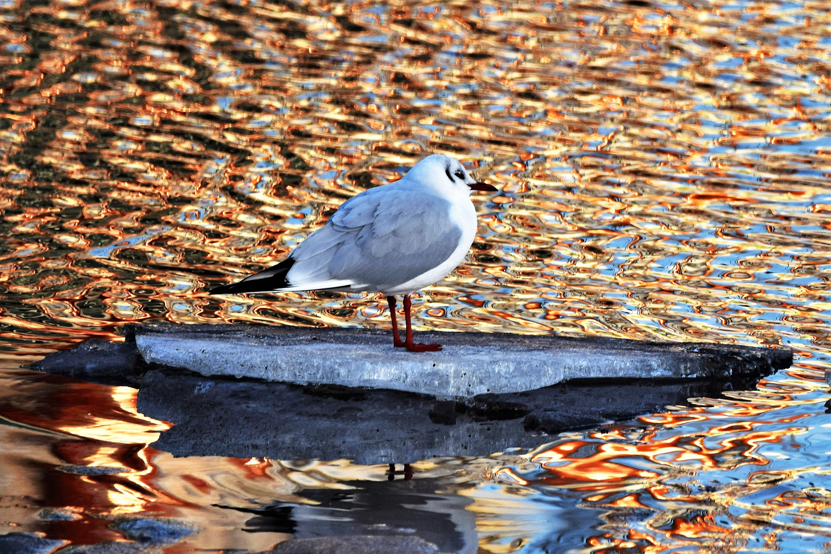 On Ice