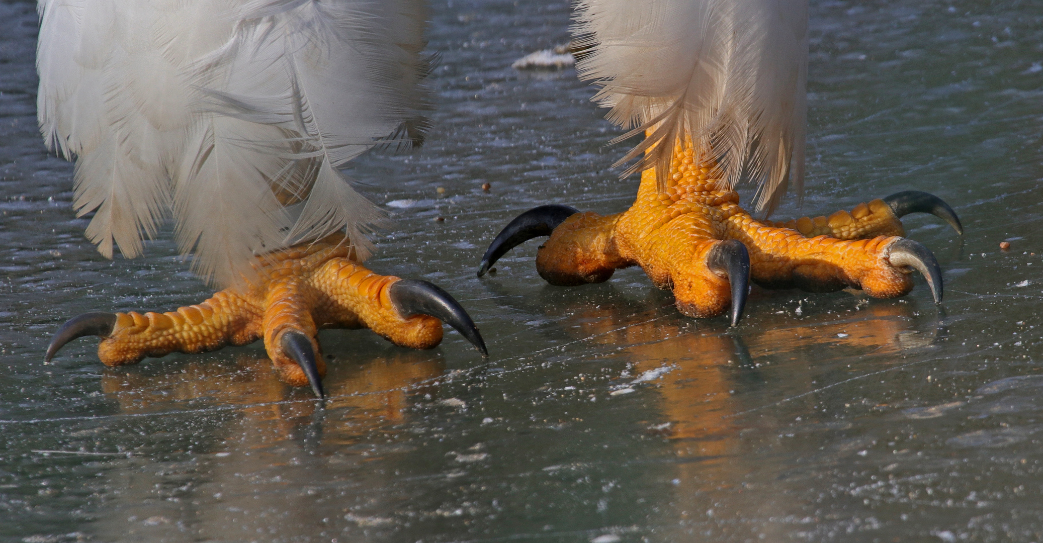 on ice