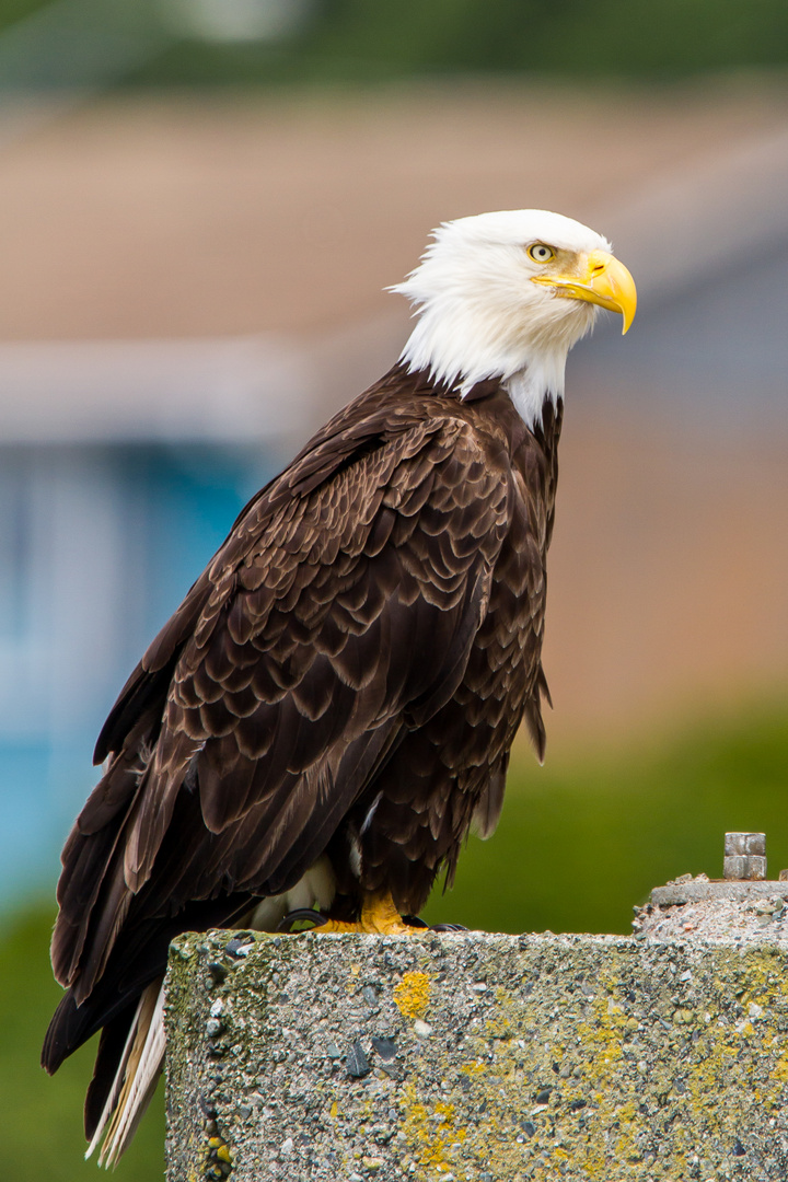 On Lookout