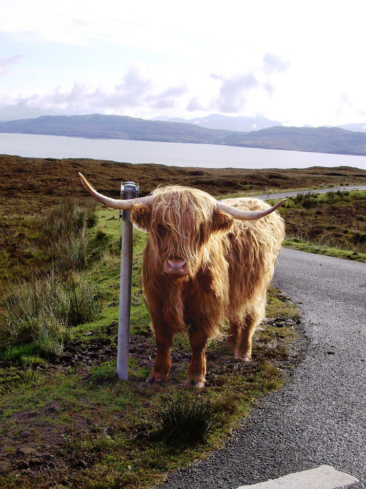 On my way to Elgol (Skye)...