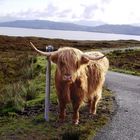 On my way to Elgol (Skye)...