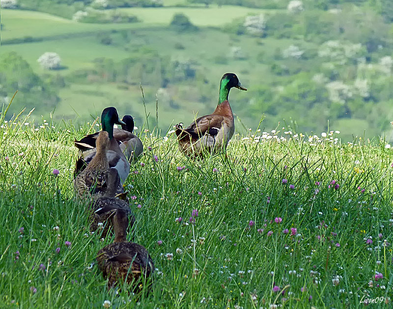 On n'a pas trouvé le lac....