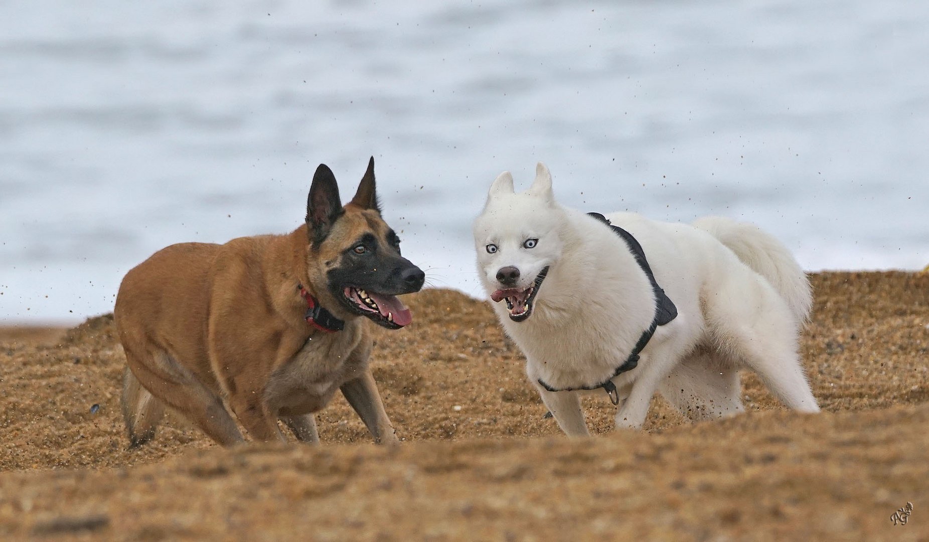 On ne lâche rien !!!! photo et image animaux, animaux domestiques