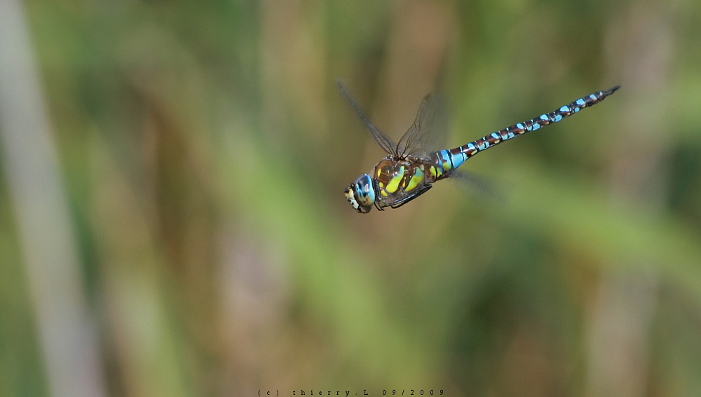 on ne peut plus voler tranquille ... maudit photographe ...;-))