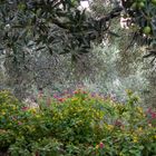 On Olive Grove