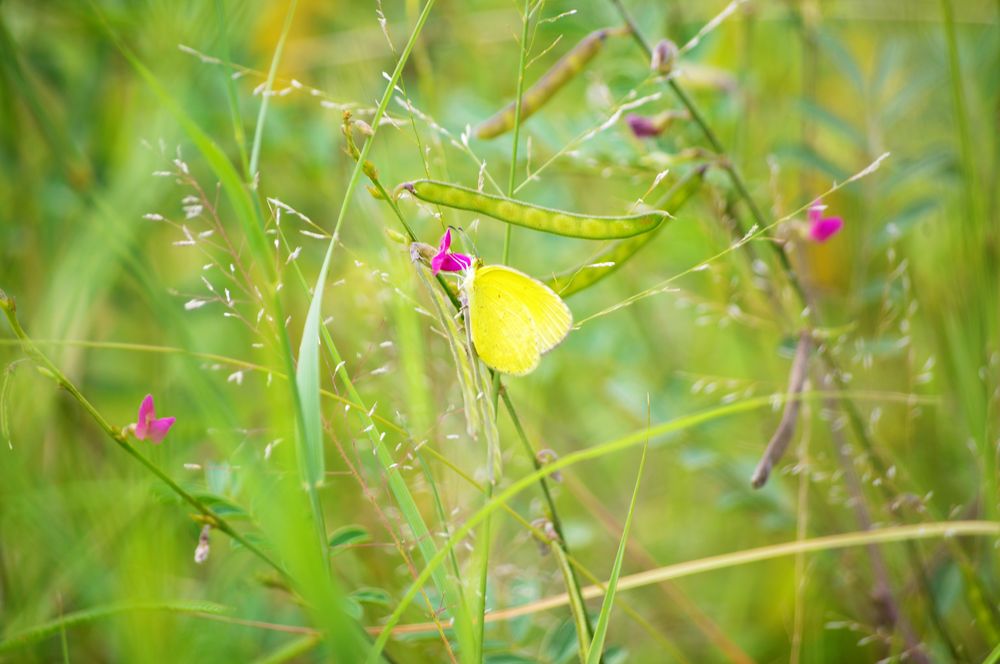 On papillonne à l'arrivée du Printemps ! de lili'z 