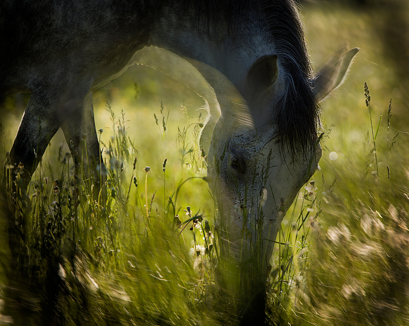 On pasturage