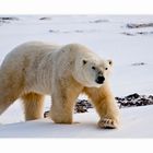 [ On Polar Bear Expedition ]