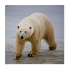 [ On Polar Bear Expedition ]