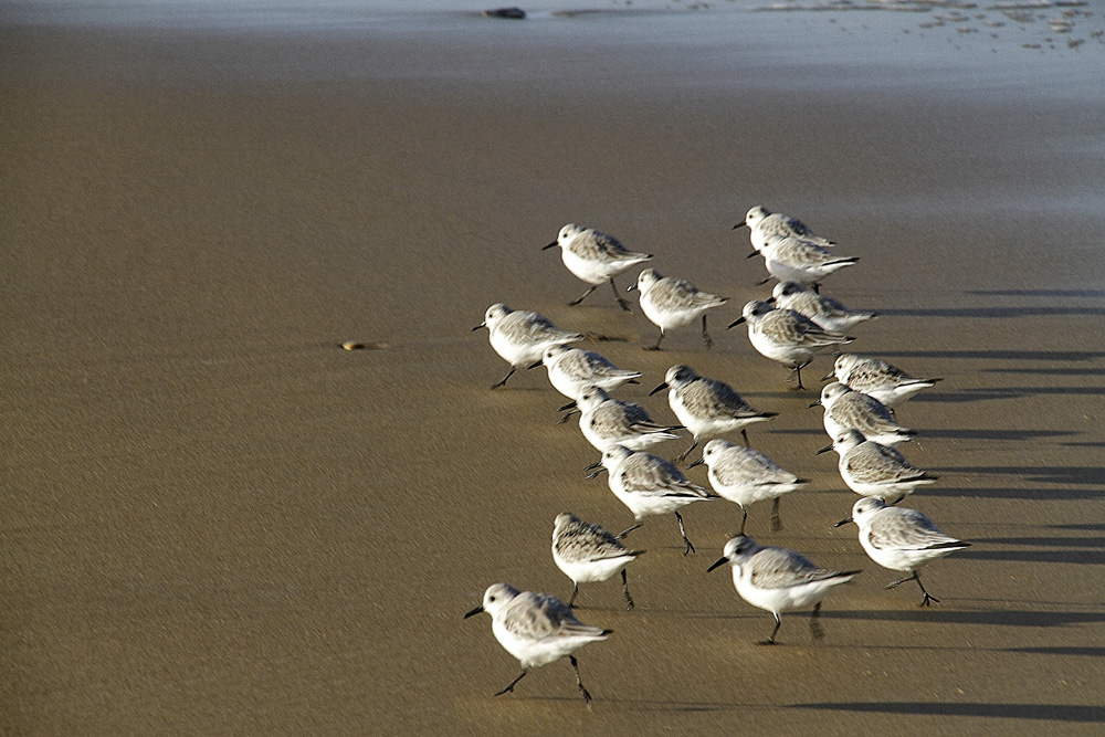 on rentre de promenade !!