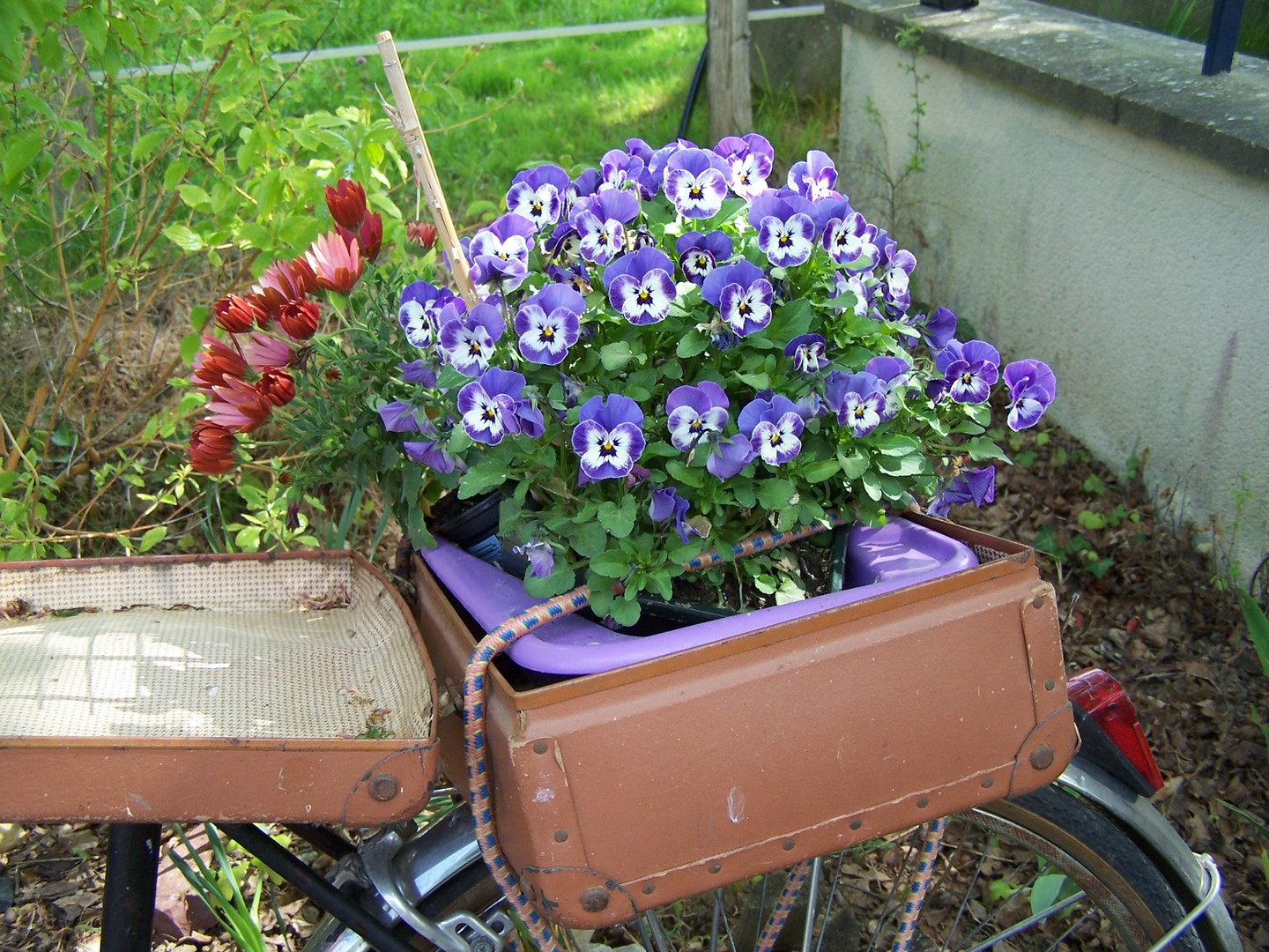 On s'active au jardin ; c'est le moment de planter pensées et violas (1)