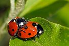 Coccinelles